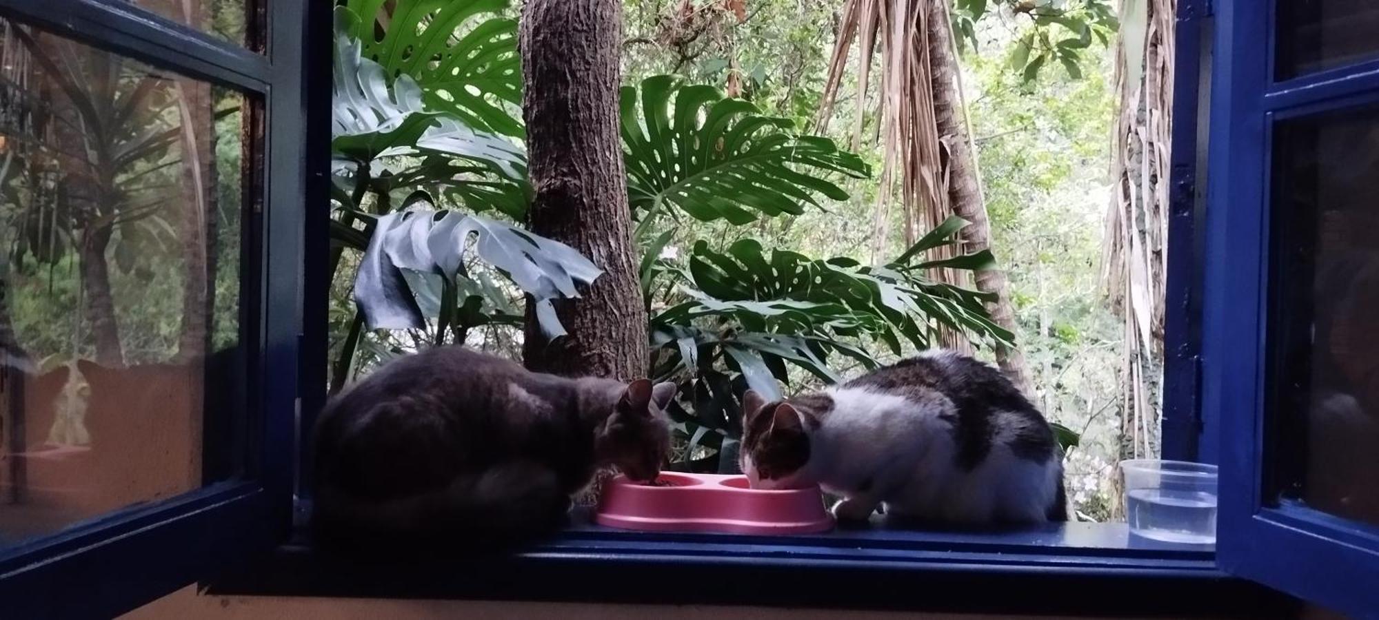 Casa Ranxoxita Hotel Itaipava Kültér fotó