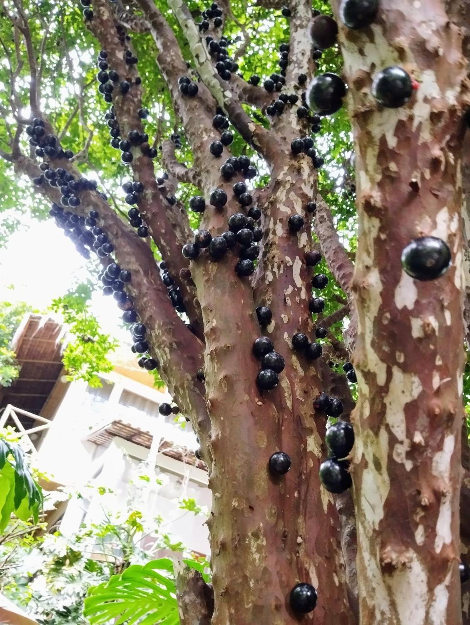 Casa Ranxoxita Hotel Itaipava Kültér fotó